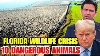 FLORIDA Faces Wildlife Crisis: 10 Invasive Animals Now Running Wild Across the State - Documentary