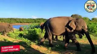 ELEPHANT ATTACK SRILANKA🇱🇰