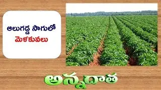 Tips for Potato Cultivation || ETV Andata