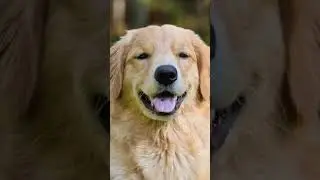 #ytshorts #facts #video #pitbull #doglover542 #animals #dogsofinstagram #dogs #dog #rottweiler#bull