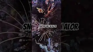Snorkling in Alor Island. #snorkeling #Diving #Alordreamtrip #Culture #Alor #NTT