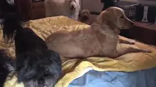 So you'd like to own a rescue?