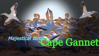 Cape Gannet || Grand Colonies and Cute Couples || Natural Sounds
