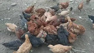 46 days kuroiler FFG chicks