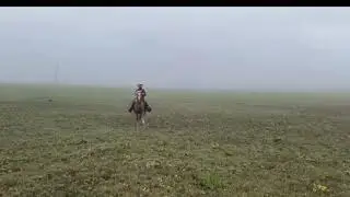 Poem By Lucky Whipple , Bucking horse Ballet