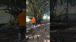 Гавайское баньяновое дерево!
