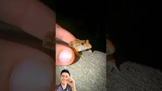 #short #frog #frogs #frogvideo #shortvideo #animals #jumpingfrog #funnyfrog #frogling #snailhunter