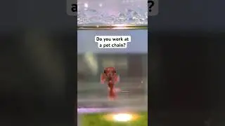 Pet store employee thoughts on betta fish