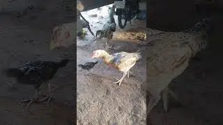 #ViralChickens #FunnyChickens #DailyLifeOnTheFarm