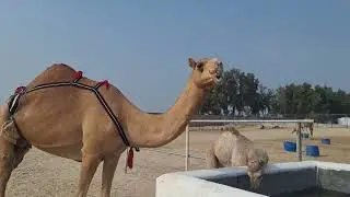 🐪🌐Camel Farm🌐 🐪BAHRAIN🐪Persian Gulf🌏