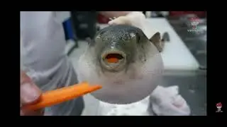 Aeugh Pufferfish Meme