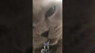 Cat nibbles on zipper #Shorts