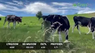Premium Calves