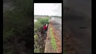 #cow #rescue
