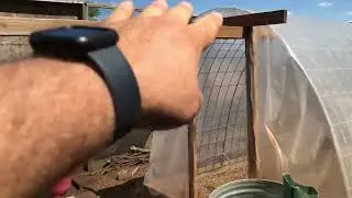 Bantam Run Update: Greens, Shrubs,  Fruit Trees, and a Greenhouse for the Littles—5/17/22