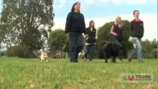 Fat dogs probe obesity