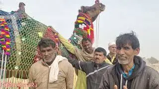 #मेले में सबसे महंगा ऊंट बिका#rajasthan #gogamedi#camel#fair#trending #shorts#india#soni #studio#