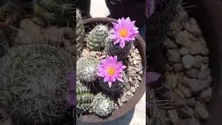 NEOLLOYDIA CONOIDEA / BIZNAGA CONICA #Cactus