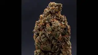 Guava Kush 360