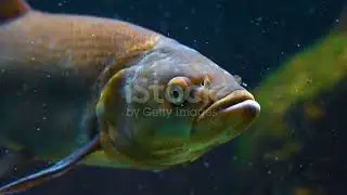 IKAN KARPER, Ikan yang perkembangannya cepat.