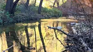 West Fork Trail