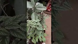 Plantas de sombra na feira!