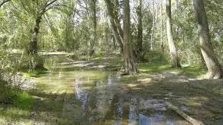 Habitat de ribera: la chopera. Un lugar ideal para recoger varias setas comestibles sencillas ricas.