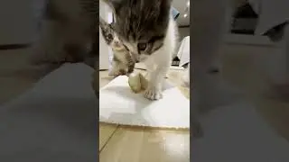 Kittens meet a fortune cookie for the first time 🥠