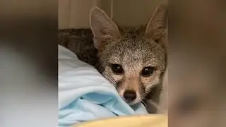 A young gray fox needed our help!