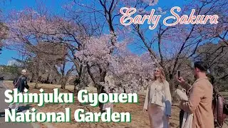 Tokyo walking - Enjoy Early Blooming Sakura at Shinjuku Gyoen National Garden【4K 60fps】