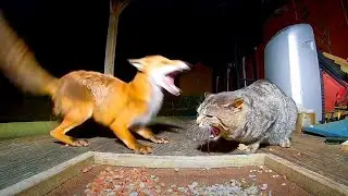 Angry Cats vs Wild Animals: Shocking Moments Caught on Camera 2025