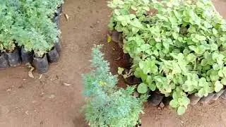 Pragati resort Hyderabad/Telangana #hyderabad #herbal plants