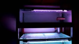 Aquarium 2 susun dengan 1 Sump Filter