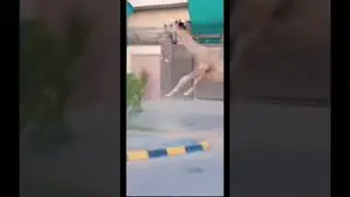 Dangerous camel attack on public #dangerouscamel #camel #camel2025 #bakraeid #qurbani #youtubeshorts