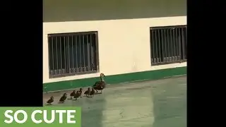 Ducklings trapped in building reunited with mother