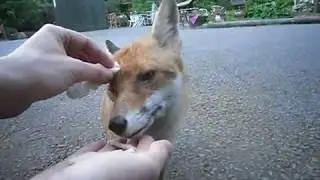 Sam the Quarry Fox eye cleaning