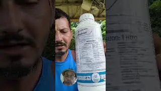 Como acabar com o mato lenhoso