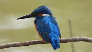 #CommonKingfisher #Riverkingfisher #Eurasiankingfisher #Alcedoatthis
