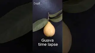 Guava Time Lapse,10 days in 10 seconds #shortvideo  #timeslapse #fruit #guava # #timelape