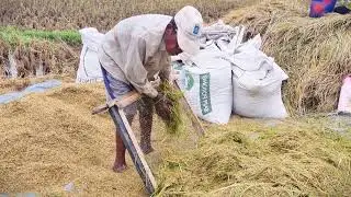 Traditional Rice Grain Separation Process #RuralAgriculture #TraditionalFarming