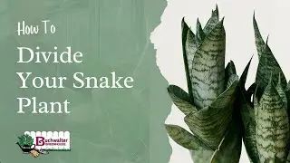 How to Repot and Divide a Snake Plant Like a Pro