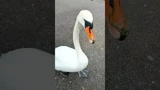 My friendly SWAN walks with me: Parklife, Relax, Love, Swans