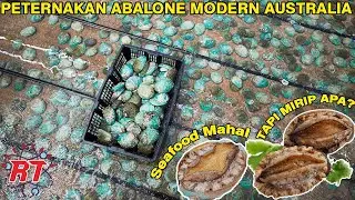 PETERNAKAN ABALON MODERN | BUDIDAYA DAN PEMANENAN ABALON DI PETERNAKAN AUSTRALIA