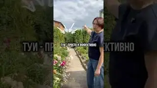 Туи - просто и эффективно!