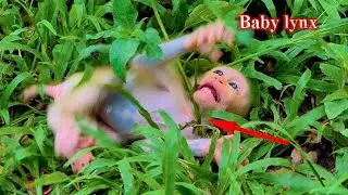 EP17: POV : God Please Help Poor Baby Monkey Lynx, You won't Believe What Happened To Poor Baby Lynx