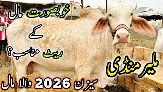 Malir Mandi Karachi Latest Update | 15 July 2025 | Cow Mandi 2025
