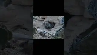 Moros Intrepidus eats a rat Jurassic world Dominion #jurassicworld #jurassicworlddominion
