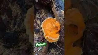 Mushroom hunting *COW* in the PNW #oregon #pnw #nature #pnwadventures #viral #fyp
