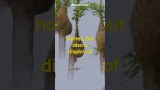 Aerial Architecture Colonies | Birds and Their Intricate Nest-Making #shorts #animals #feedshorts