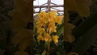 #cymbidium #orchid #flowers #chill #youtubeshorts